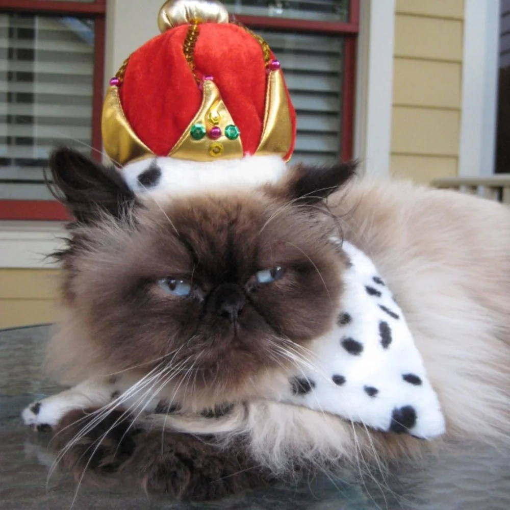 Pampered Whiskers Crown Hat for Cats an Dogs and Wild Side Collar